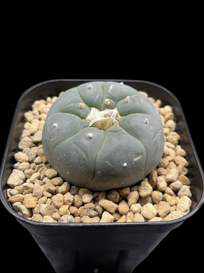 Lophophora fricii 