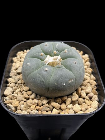 <img class='new_mark_img1' src='https://img.shop-pro.jp/img/new/icons8.gif' style='border:none;display:inline;margin:0px;padding:0px;width:auto;' />Lophophora fricii 
