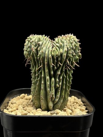 <img class='new_mark_img1' src='https://img.shop-pro.jp/img/new/icons8.gif' style='border:none;display:inline;margin:0px;padding:0px;width:auto;' />Euphorbia horrida f.cristata









