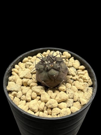 <img class='new_mark_img1' src='https://img.shop-pro.jp/img/new/icons8.gif' style='border:none;display:inline;margin:0px;padding:0px;width:auto;' />Copiapoa cinerea










