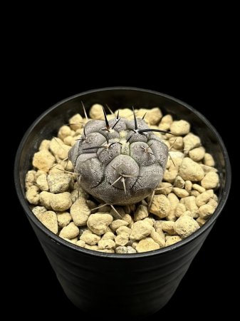 <img class='new_mark_img1' src='https://img.shop-pro.jp/img/new/icons8.gif' style='border:none;display:inline;margin:0px;padding:0px;width:auto;' />Copiapoa cinerea










