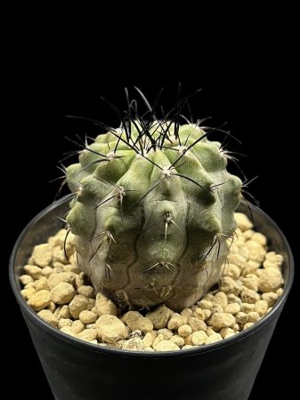 <img class='new_mark_img1' src='https://img.shop-pro.jp/img/new/icons8.gif' style='border:none;display:inline;margin:0px;padding:0px;width:auto;' />Copiapoa montana











