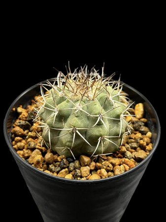 <img class='new_mark_img1' src='https://img.shop-pro.jp/img/new/icons8.gif' style='border:none;display:inline;margin:0px;padding:0px;width:auto;' />Copiapoa columna-alba












