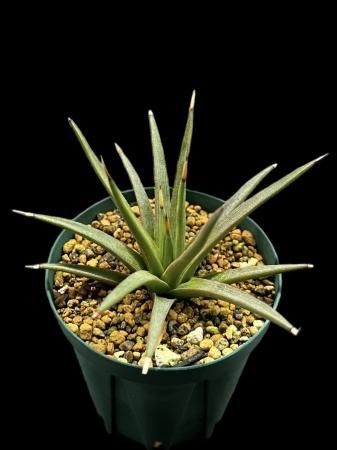 Agave - SABOSABO STORE