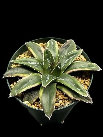 Agave - SABOSABO STORE