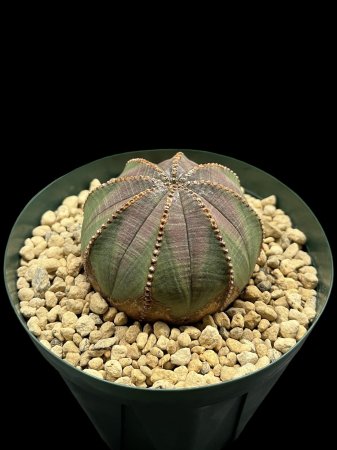 <img class='new_mark_img1' src='https://img.shop-pro.jp/img/new/icons8.gif' style='border:none;display:inline;margin:0px;padding:0px;width:auto;' />Euphorbia obesa






