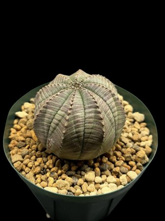 <img class='new_mark_img1' src='https://img.shop-pro.jp/img/new/icons8.gif' style='border:none;display:inline;margin:0px;padding:0px;width:auto;' />Euphorbia obesa






