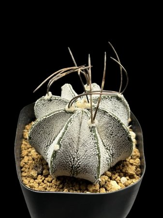 <img class='new_mark_img1' src='https://img.shop-pro.jp/img/new/icons8.gif' style='border:none;display:inline;margin:0px;padding:0px;width:auto;' />Astrophytum capricorne




