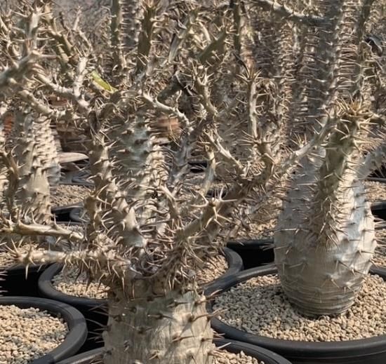 ランキングや新製品 Seeds STORE SABOSABO - ambongense 5】Pachypodium ハーブ