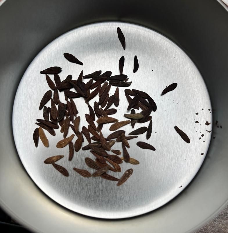 多様な Seeds 5】Pachypodium ambongense - SABOSABO STORE ハーブ