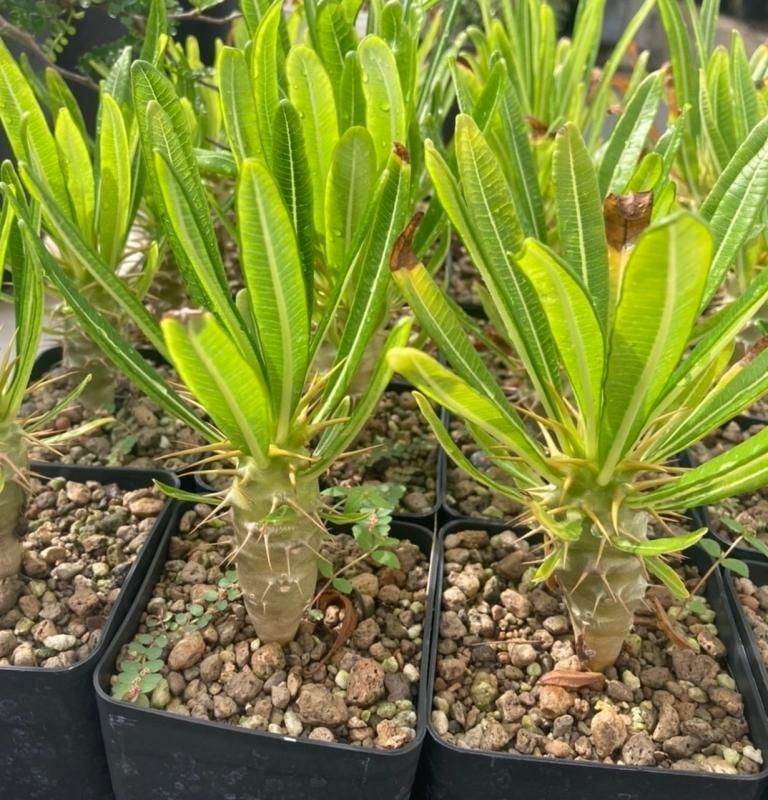 Seeds 5】Pachypodium ambongense - SABOSABO STORE