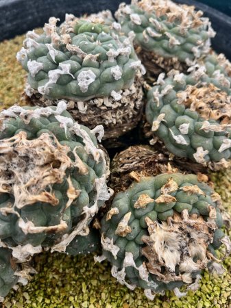 <img class='new_mark_img1' src='https://img.shop-pro.jp/img/new/icons8.gif' style='border:none;display:inline;margin:0px;padding:0px;width:auto;' />Seeds 30Lophophora williamsii
