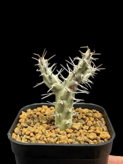 Euphorbia horwoodii - SABOSABO STORE