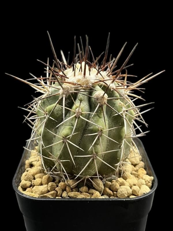 Copiapoa longistaminea - SABOSABO STORE