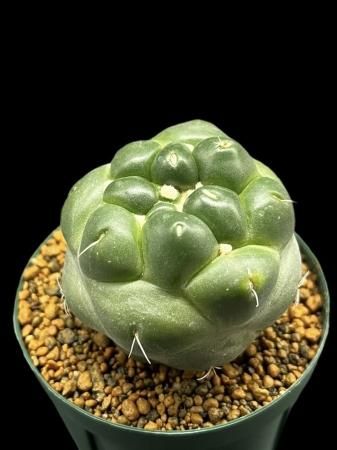 <img class='new_mark_img1' src='https://img.shop-pro.jp/img/new/icons8.gif' style='border:none;display:inline;margin:0px;padding:0px;width:auto;' />Coryphantha elephantidens

























