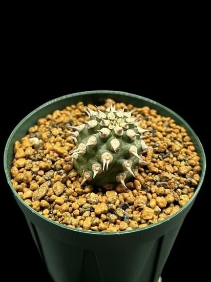 Euphorbia Cv tom - SABOSABO STORE Euphorbia Cv tom - SABOSABO STORE