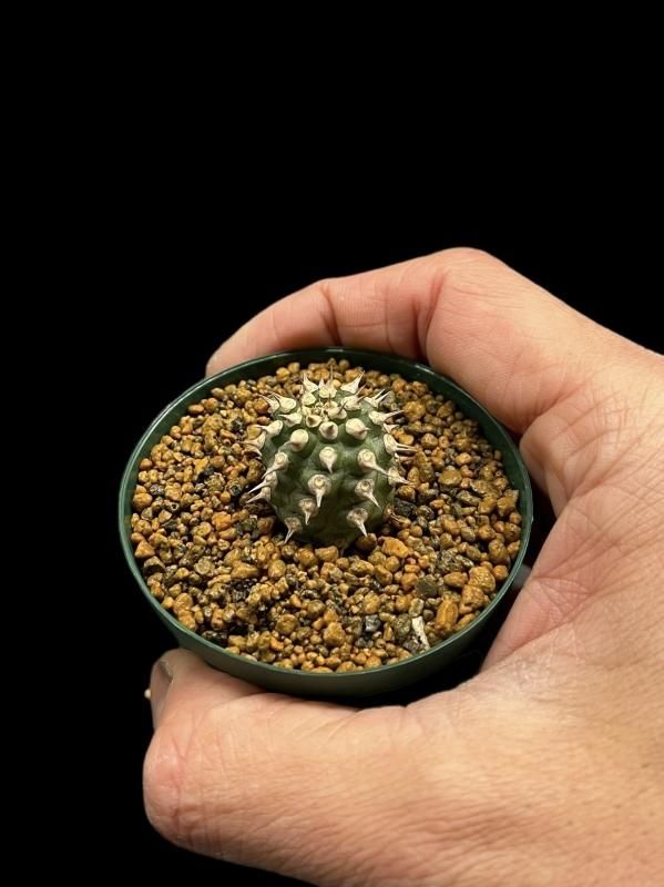 Yahoo!オークション -「ユーフォルビア トム」(観葉植物) の落札