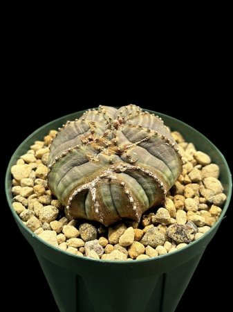 <img class='new_mark_img1' src='https://img.shop-pro.jp/img/new/icons8.gif' style='border:none;display:inline;margin:0px;padding:0px;width:auto;' />Euphorbia obesa 'Rocky Mountain'(Rare form)


























