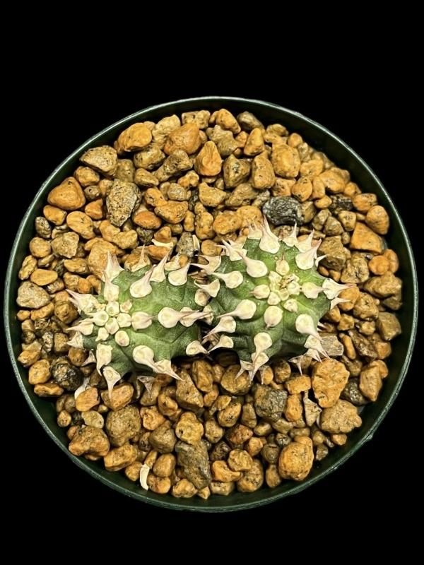 Yahoo!オークション -「ユーフォルビア トム」(観葉植物) の落札