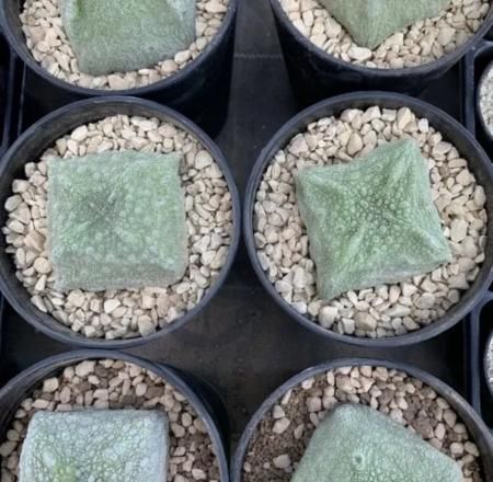 <img class='new_mark_img1' src='https://img.shop-pro.jp/img/new/icons8.gif' style='border:none;display:inline;margin:0px;padding:0px;width:auto;' />Seeds 5Pseudolithos cubiformis