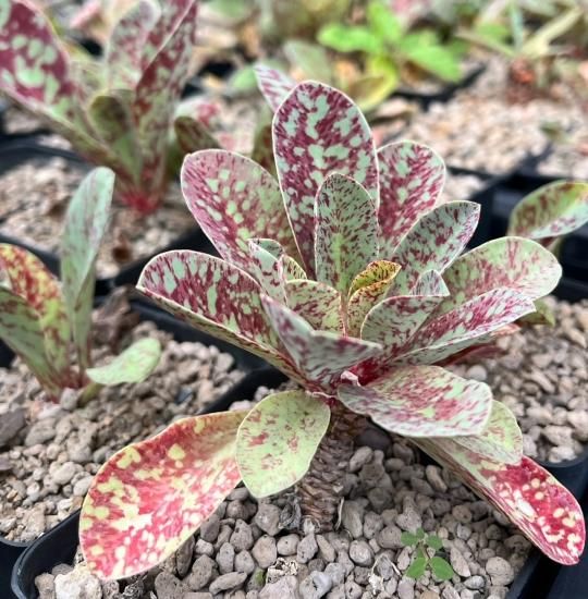 超特価激安の商品をすべて Seeds STORE SABOSABO - khandallensis 3】Euphorbia その他多肉植物