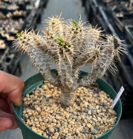 seeds - SABOSABO STORE