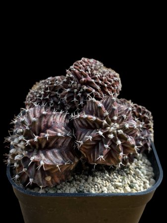 <img class='new_mark_img1' src='https://img.shop-pro.jp/img/new/icons8.gif' style='border:none;display:inline;margin:0px;padding:0px;width:auto;' />Gymnocalycium hyb, crist 




























