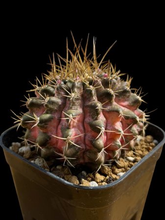 <img class='new_mark_img1' src='https://img.shop-pro.jp/img/new/icons8.gif' style='border:none;display:inline;margin:0px;padding:0px;width:auto;' />Gymnocalycium T-REX hyb































