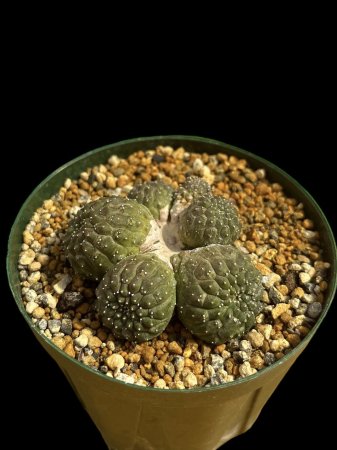<img class='new_mark_img1' src='https://img.shop-pro.jp/img/new/icons8.gif' style='border:none;display:inline;margin:0px;padding:0px;width:auto;' />Euphorbia gymnocalycioides






























