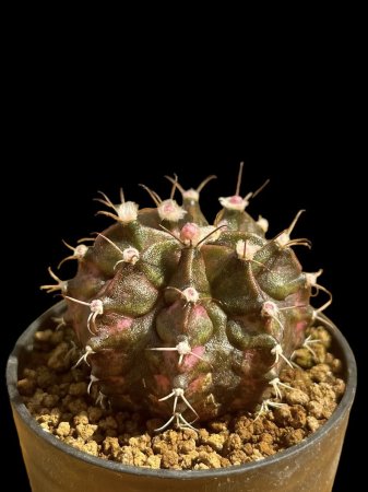 <img class='new_mark_img1' src='https://img.shop-pro.jp/img/new/icons8.gif' style='border:none;display:inline;margin:0px;padding:0px;width:auto;' />Gymnocalycium T-REX hyb
































