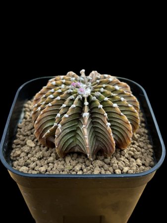 <img class='new_mark_img1' src='https://img.shop-pro.jp/img/new/icons8.gif' style='border:none;display:inline;margin:0px;padding:0px;width:auto;' />Gymnocalycium friedrichii LB2178 select form



























