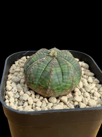 <img class='new_mark_img1' src='https://img.shop-pro.jp/img/new/icons8.gif' style='border:none;display:inline;margin:0px;padding:0px;width:auto;' />Euphorbia obesa






























