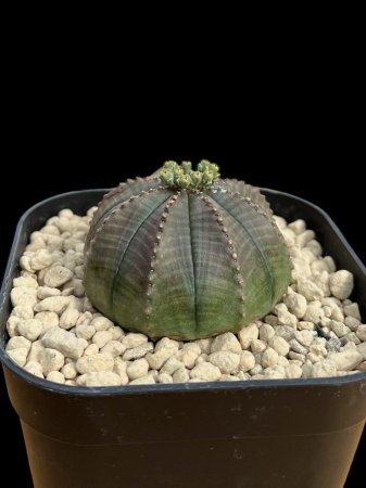 <img class='new_mark_img1' src='https://img.shop-pro.jp/img/new/icons8.gif' style='border:none;display:inline;margin:0px;padding:0px;width:auto;' />Euphorbia obesa






























