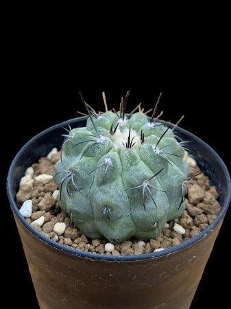 <img class='new_mark_img1' src='https://img.shop-pro.jp/img/new/icons8.gif' style='border:none;display:inline;margin:0px;padding:0px;width:auto;' />Copiapoa montana

































