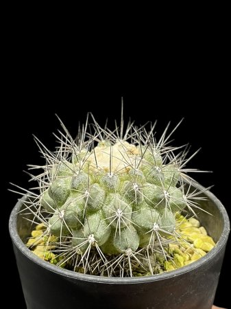 <img class='new_mark_img1' src='https://img.shop-pro.jp/img/new/icons8.gif' style='border:none;display:inline;margin:0px;padding:0px;width:auto;' />Copiapoa humilis





























