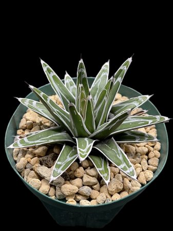 <img class='new_mark_img1' src='https://img.shop-pro.jp/img/new/icons8.gif' style='border:none;display:inline;margin:0px;padding:0px;width:auto;' />Agave victoriae-reginae