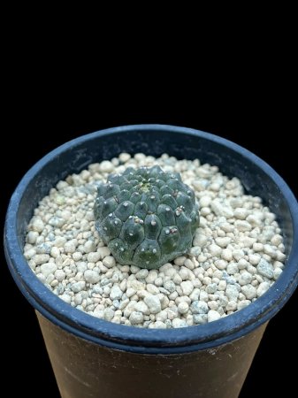 <img class='new_mark_img1' src='https://img.shop-pro.jp/img/new/icons8.gif' style='border:none;display:inline;margin:0px;padding:0px;width:auto;' />Euphorbia gymnocalycioides
