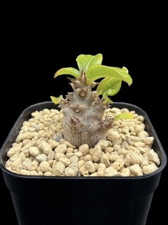 <img class='new_mark_img1' src='https://img.shop-pro.jp/img/new/icons8.gif' style='border:none;display:inline;margin:0px;padding:0px;width:auto;' />Pachypodium windsorii


