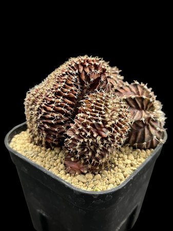 <img class='new_mark_img1' src='https://img.shop-pro.jp/img/new/icons8.gif' style='border:none;display:inline;margin:0px;padding:0px;width:auto;' />Gymnocalycium hyb, crist



