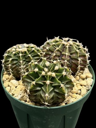 <img class='new_mark_img1' src='https://img.shop-pro.jp/img/new/icons8.gif' style='border:none;display:inline;margin:0px;padding:0px;width:auto;' />Gymnocalycium T-REX hyb






