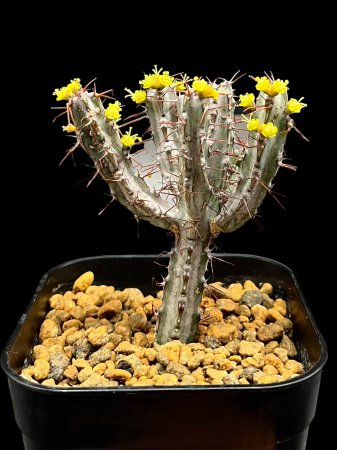 <img class='new_mark_img1' src='https://img.shop-pro.jp/img/new/icons8.gif' style='border:none;display:inline;margin:0px;padding:0px;width:auto;' />Euphorbia louwii













