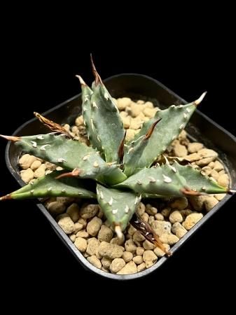 ソウラボ　アガベ2点セット　グラインドロッジ Agave - SABOSABO STORE