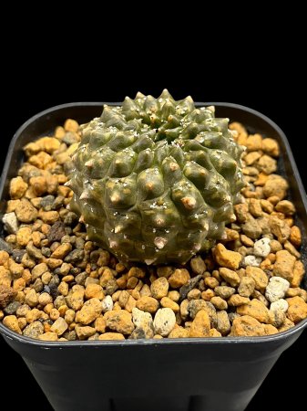 <img class='new_mark_img1' src='https://img.shop-pro.jp/img/new/icons8.gif' style='border:none;display:inline;margin:0px;padding:0px;width:auto;' />Euphorbia gymnocalycioides



















