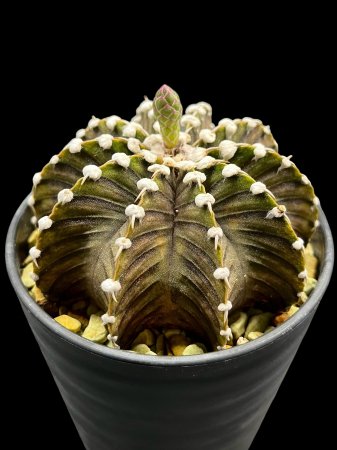 <img class='new_mark_img1' src='https://img.shop-pro.jp/img/new/icons8.gif' style='border:none;display:inline;margin:0px;padding:0px;width:auto;' />Gymnocalycium friedrichii LB2178 select form



























