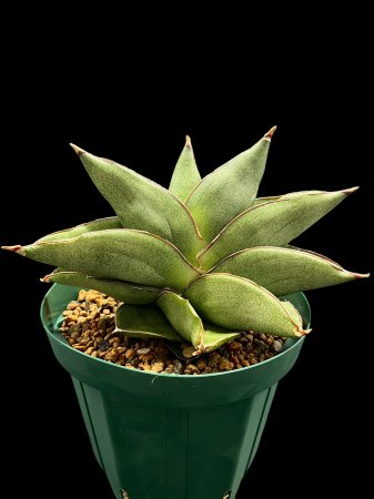 <img class='new_mark_img1' src='https://img.shop-pro.jp/img/new/icons8.gif' style='border:none;display:inline;margin:0px;padding:0px;width:auto;' />Sansevieria opera house





























