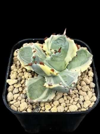 Agave - SABOSABO STORE