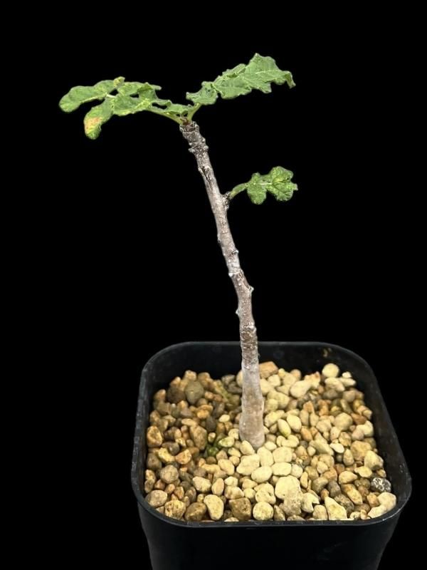 isla del pescado-多肉植物-塊根植物-Boswellia sacra