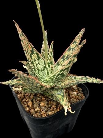 <img class='new_mark_img1' src='https://img.shop-pro.jp/img/new/icons8.gif' style='border:none;display:inline;margin:0px;padding:0px;width:auto;' />Aloe hyb 'Regular T. Garden



































