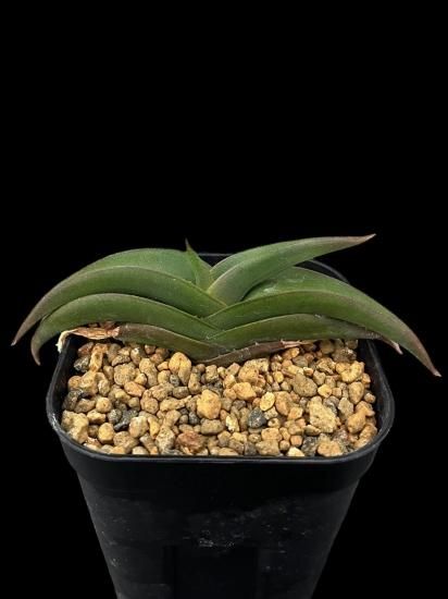 ベビーグッズも大集合 超希少種 アロエ fleurentiniorum 勝り Aloe フロレンチニオラム ハオルチア・アロエ
