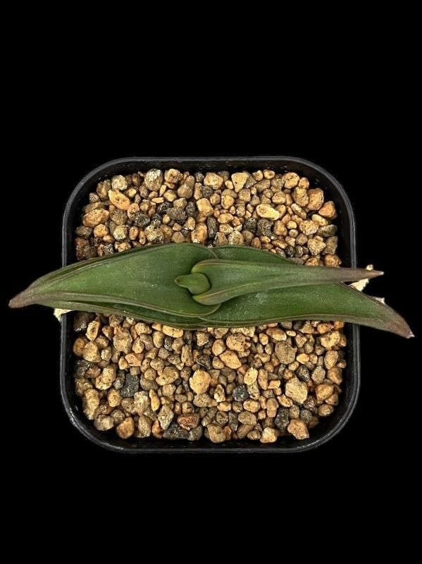超希少種 アロエ フロレンチニオラム Aloe fleurentiniorum